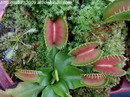Dionaea Muscipula